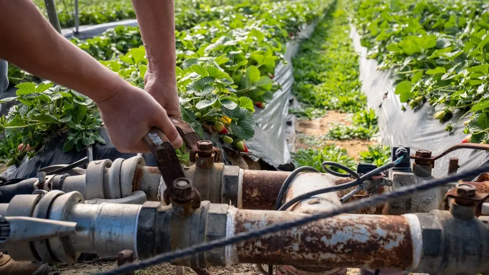 Explotaci&oacute;n dedicada al cultivo de fresas