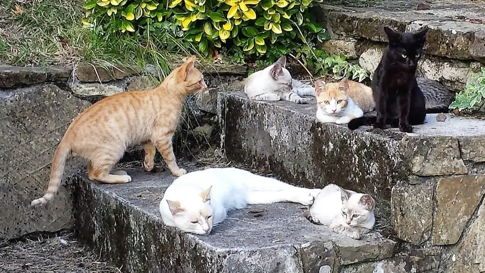 Colonias de gatos en Ja&eacute;n