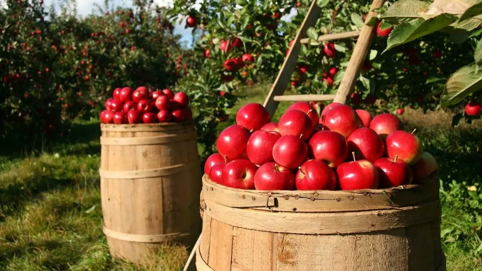 Imagen de recogida de manzanas