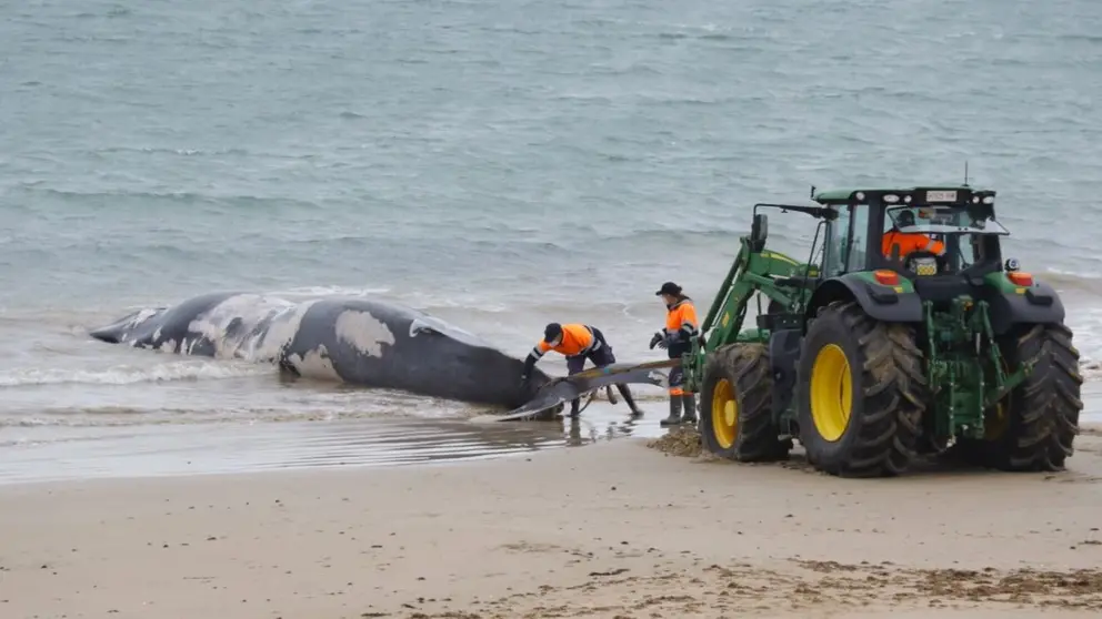 Restos de la ballena aparecida en la playa de el Chorrillo de Rota