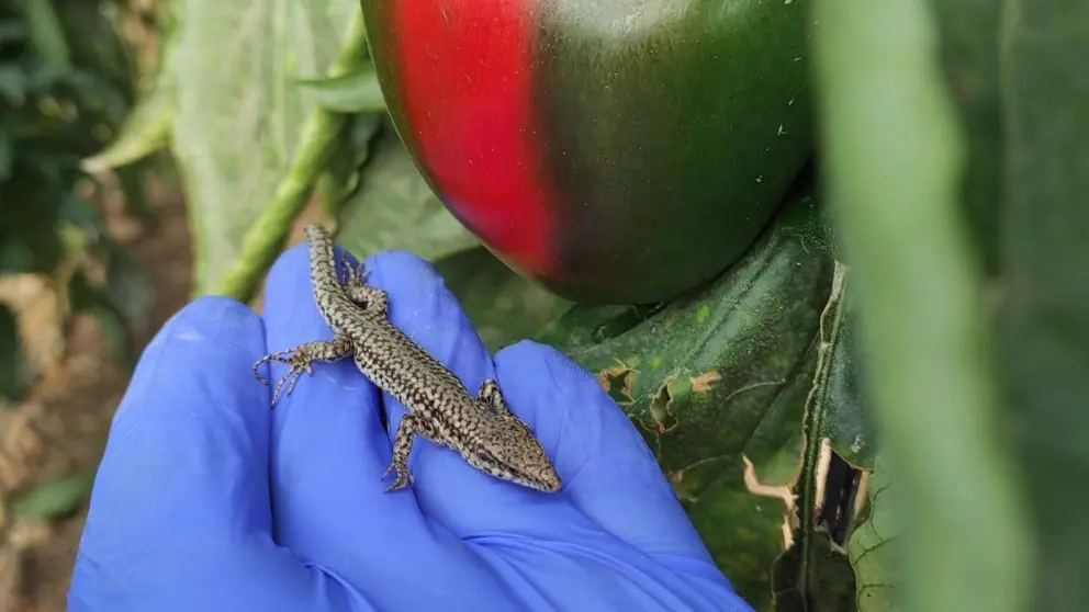 Un reptil en un invernadero de Almer&iacute;a