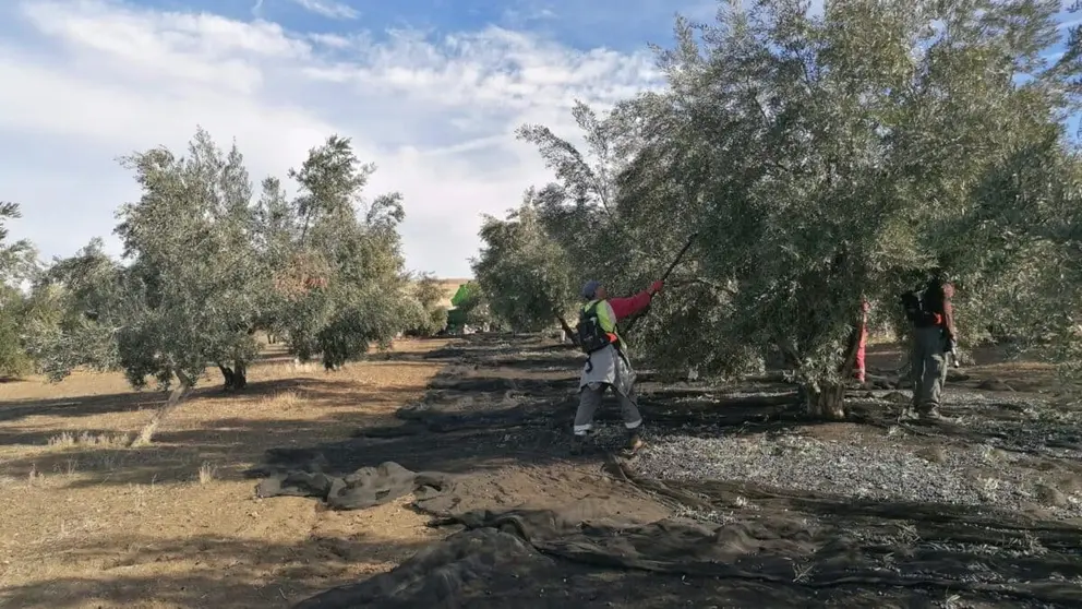 Imagen de archivo de un olivar en la provincia de Ja&eacute;n