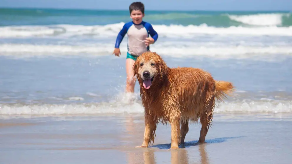 Un perro en la playa