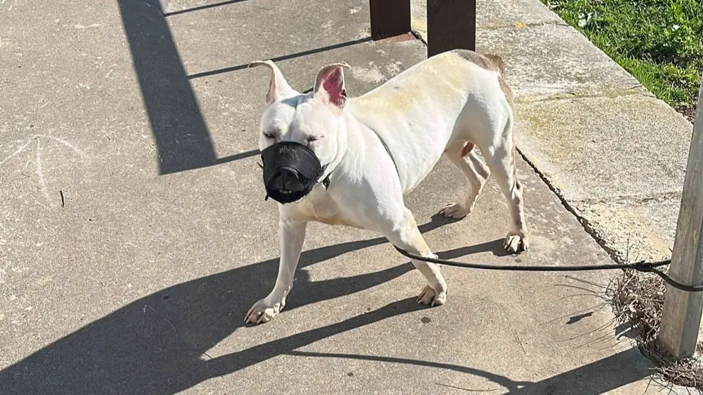 Perro abandonado en Picadue&ntilde;as