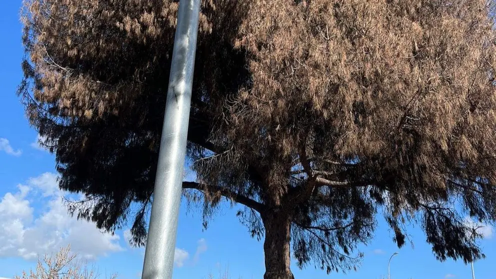 &Aacute;rbol seco retirado en Jerez
