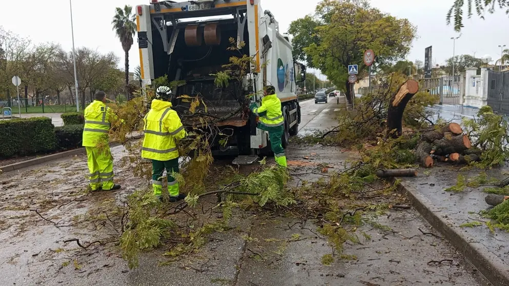 Ca&iacute;das de ramas de &aacute;rboles en Jerez