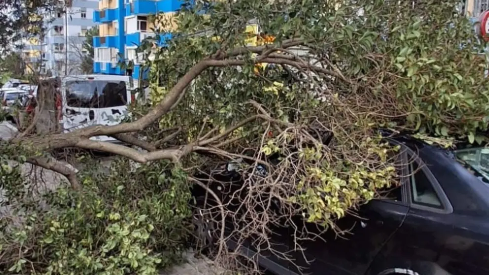 Un &aacute;rbol sobre un coche tras el temporal