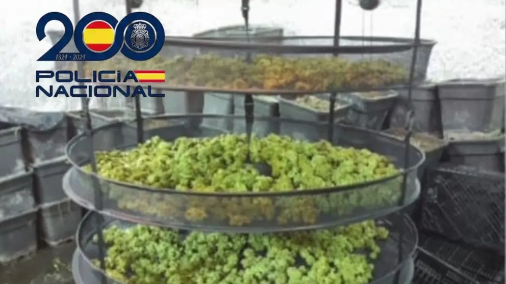 Plantaciones de marihuana intervenidas en Sanl&uacute;car de Barrameda