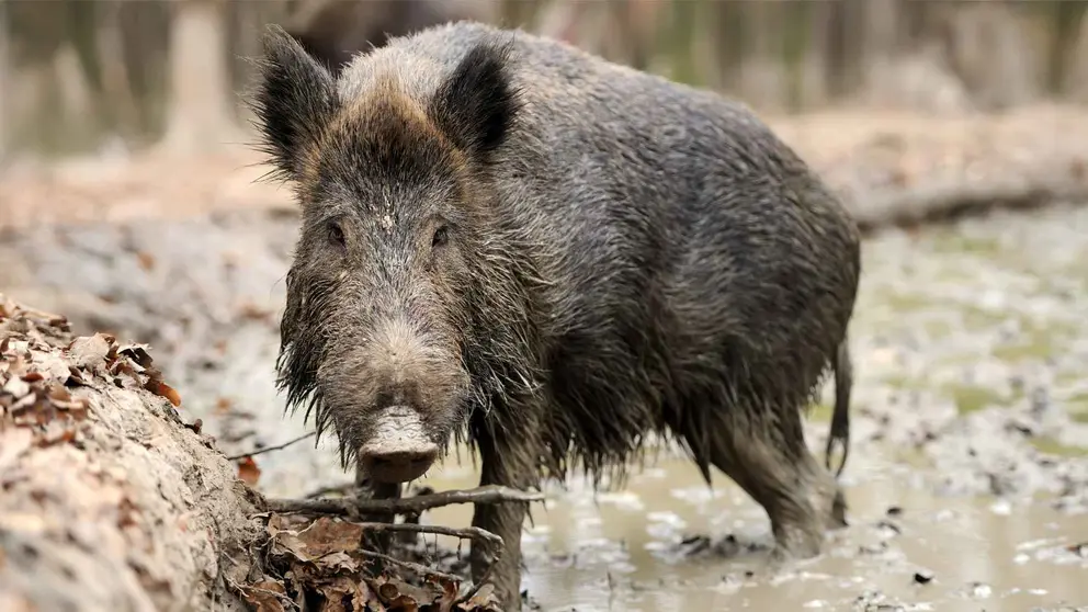 Un jabal&iacute; en una foto de archivo