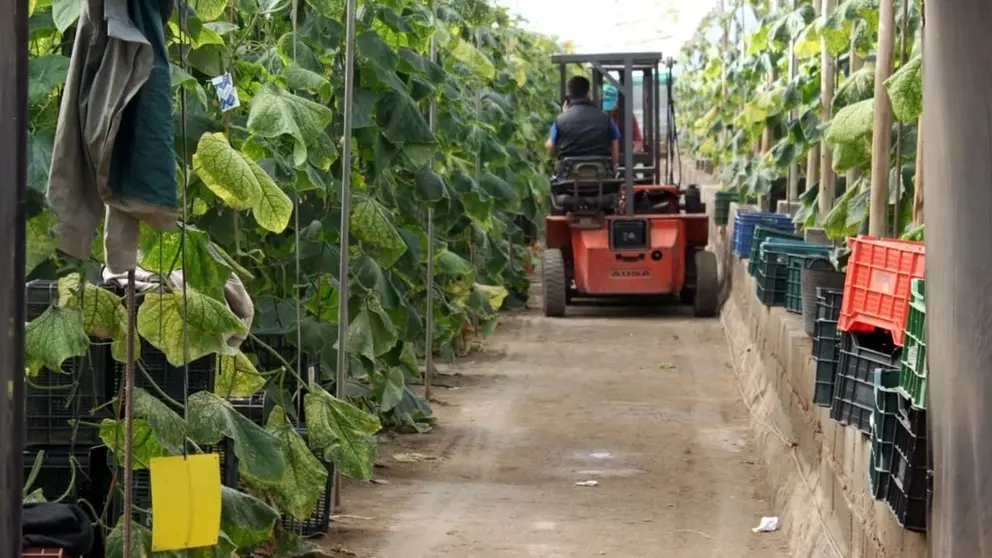 Imagen de archivo de un trabajador en un invernadero