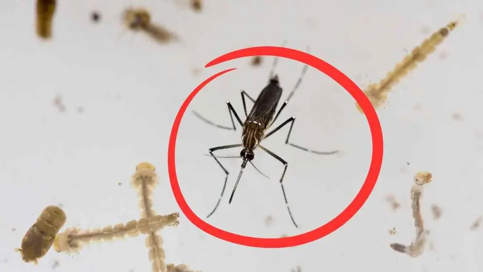Fin a los mosquitos con la nueva herramienta que vende Amazon