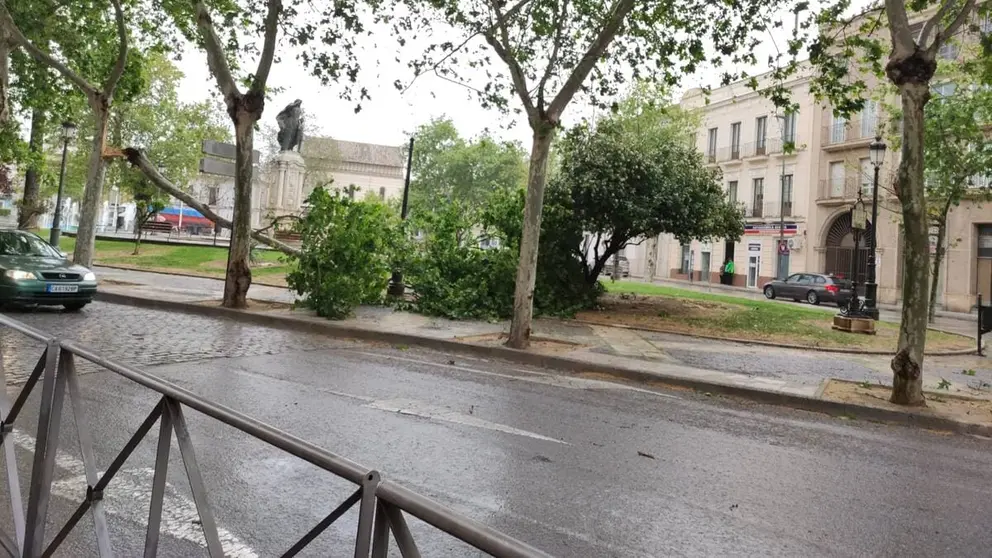 &Aacute;rbol c&aacute;ido en Jerez