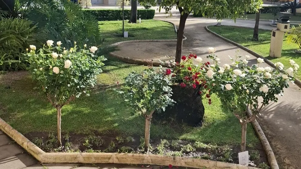Plantaci&oacute;n de flores de temporada en Huelva (1)