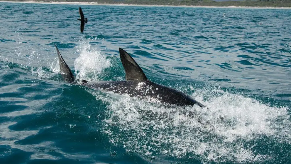 Tibur&oacute;n avistado en las costas de M&aacute;laga