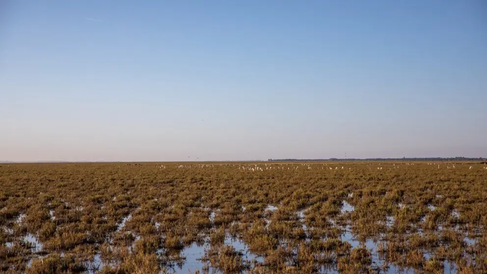 Las lluvias inundan Do&ntilde;ana en primavera
