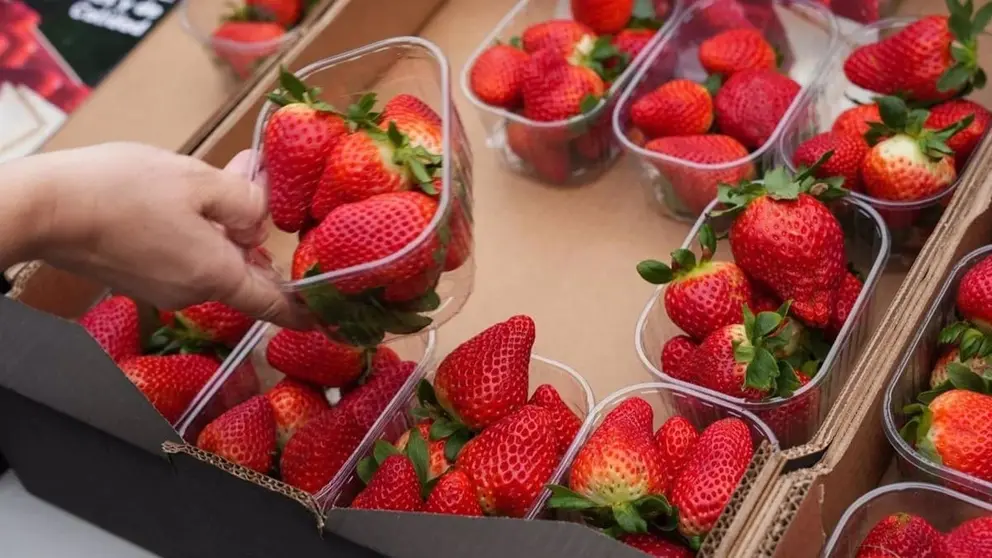 La producci&oacute;n de fresa en Huelva, un fil&oacute;n para las exportaciones de Andaluc&iacute;a