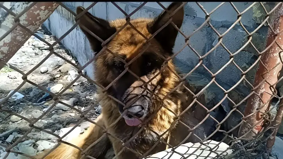 Pastor Alem&aacute;n abandonado en Jerez