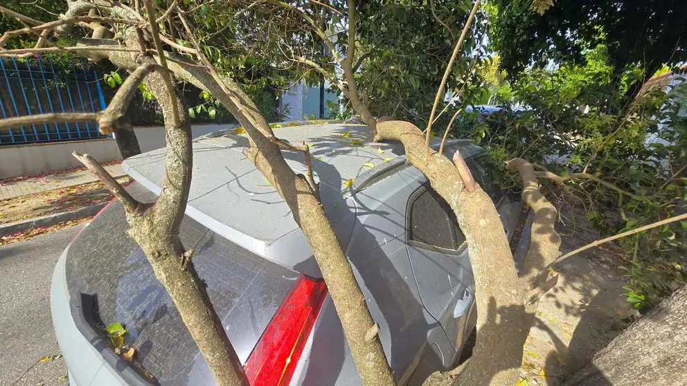 Una rama de granes dimensiones se desploma encima de SUV Volvo XC40 en Montealto, Jerez