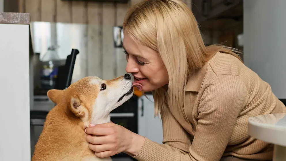 Perro lamiendo a su due&ntilde;a (Imagen de archivo)