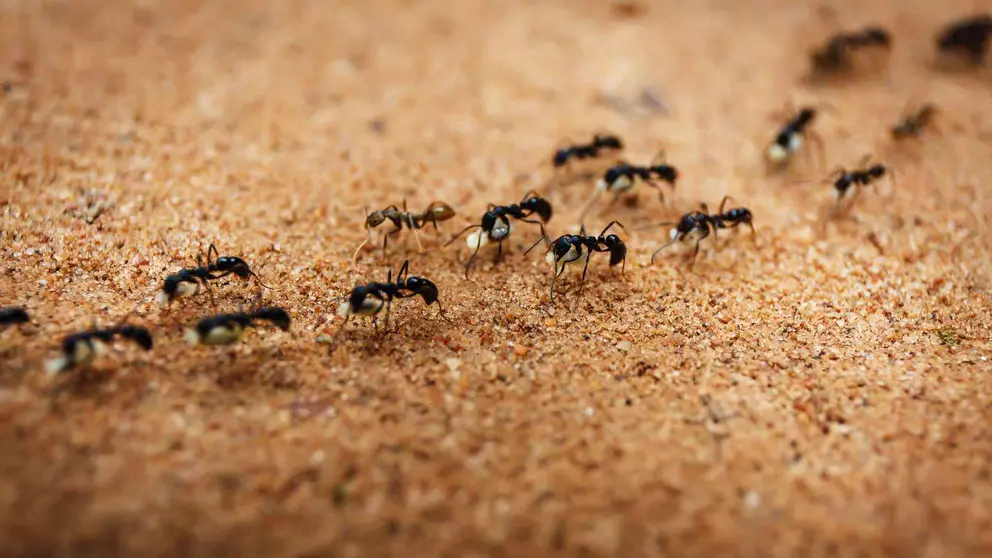 Hormigas en una foto de archivo