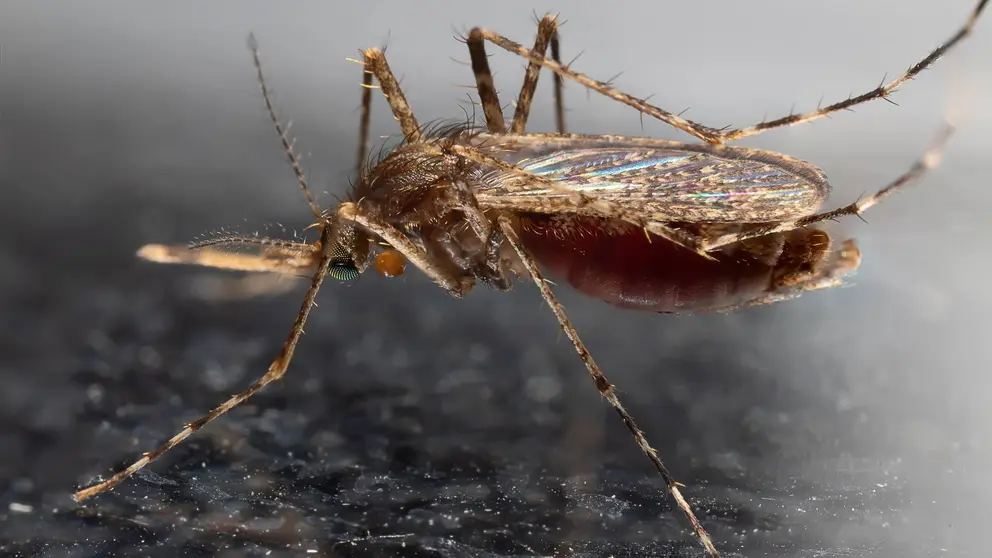 Mosquito del Virus del Nilo