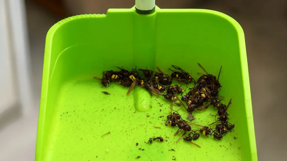 La especie invasora Vespa orientalis amenaza a Andaluc&iacute;a y comienza a extenderse por Espa&ntilde;a - Francisco Zuasti