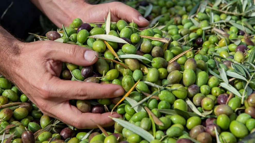 Las aceitunas, un producto muy andaluz y valorado fuera de nuestras fronteras