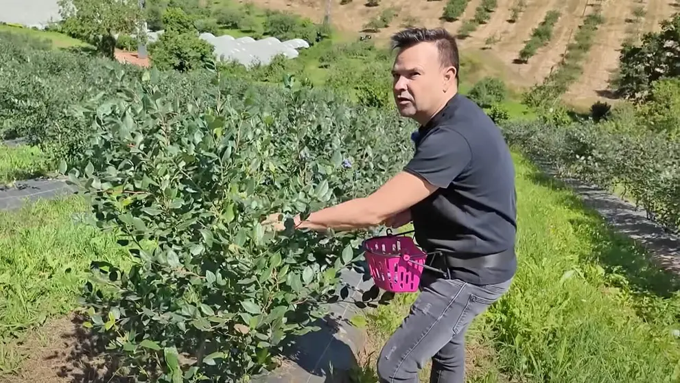 Jos&eacute; El&iacute;as recoge ar&aacute;ndanos en Asturias