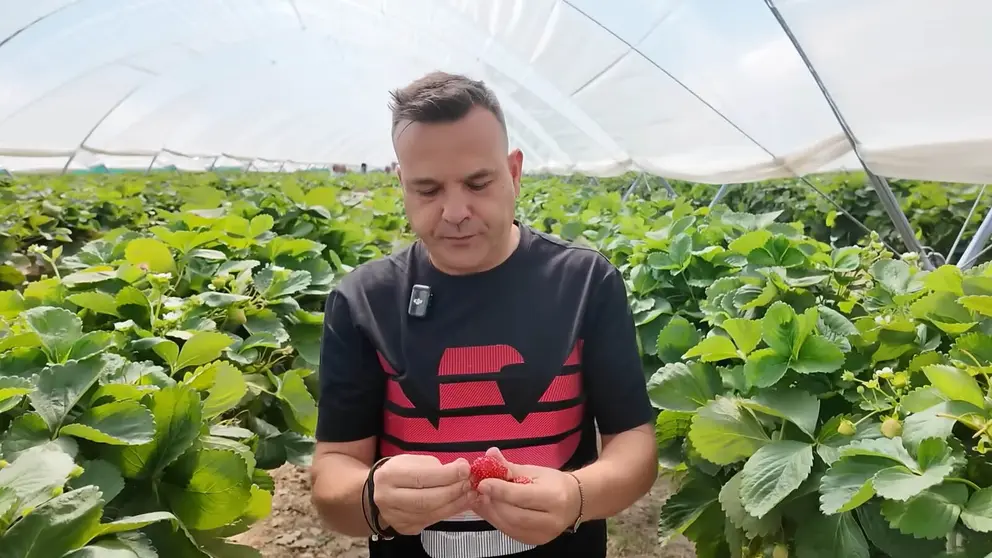 Jos&eacute; El&iacute;as en invernadero de IdealFruits