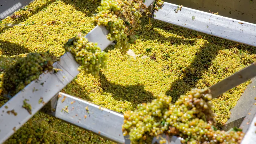 Vendimia 2025 en Jerez | Covijerez