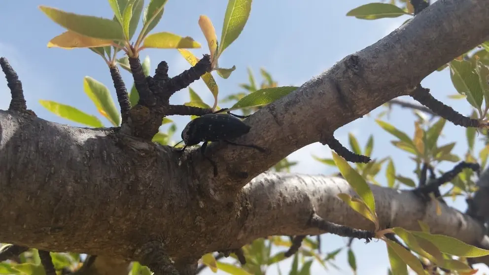 Gusanos cabezudos en almendros