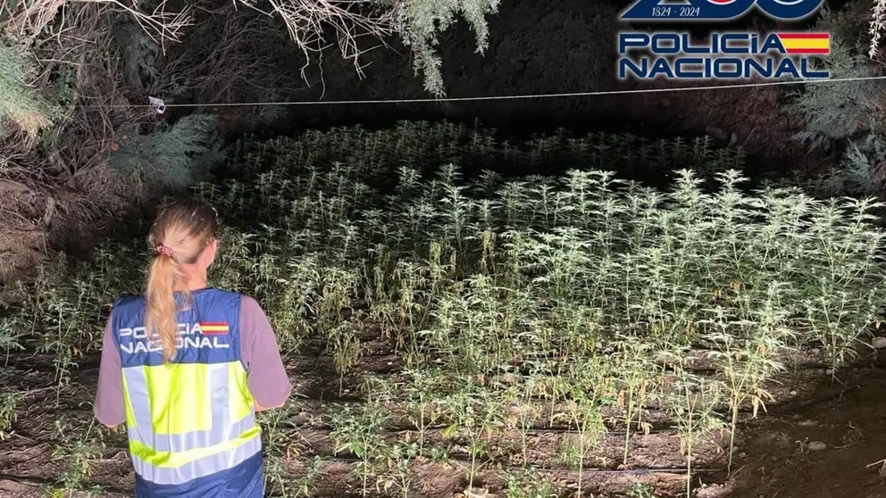 Imagen de la plantaci&oacute;n de marihuana intervenida en un paraje oculto en Almerimar