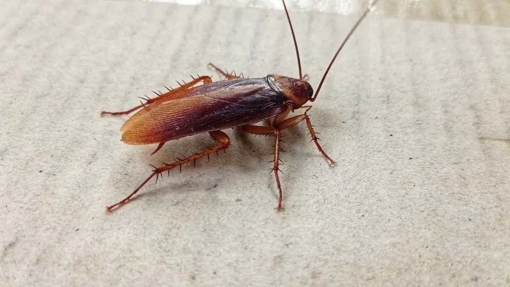 C&aacute;diz ha puesto en marcha una campa&ntilde;a para controlar las plagas de cucarachas