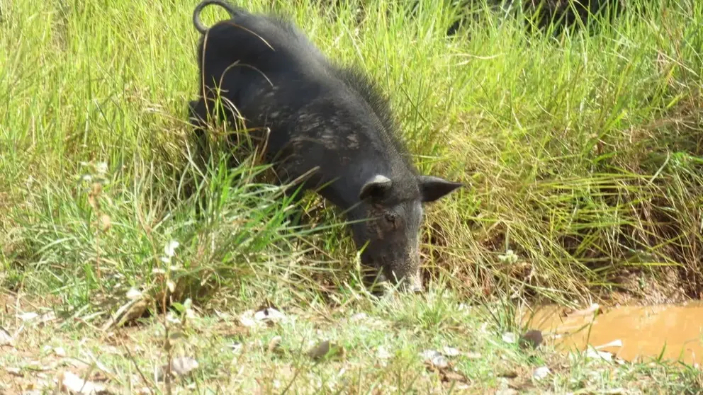 Imagen de archivo de un cerdo asilvestrado
