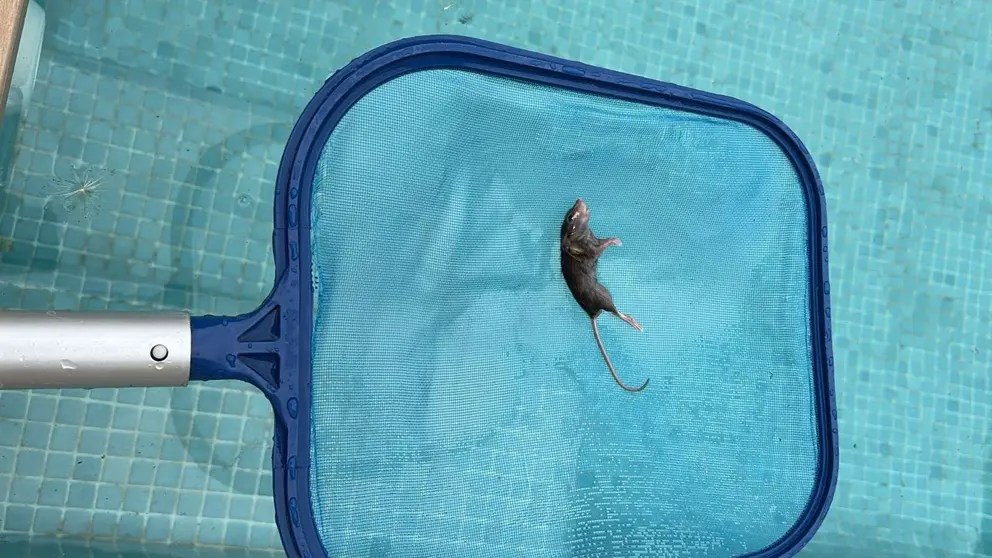 Plaga de ratas en la urbanizaci&oacute;n Los Villares, en Jerez