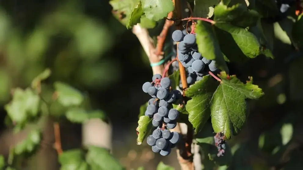 Andaluc&iacute;a consolida su liderazgo en producci&oacute;n ecol&oacute;gica: casi 1,5 millones de hect&aacute;reas cultivadas