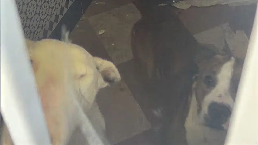 Perros abandonados en Jerez