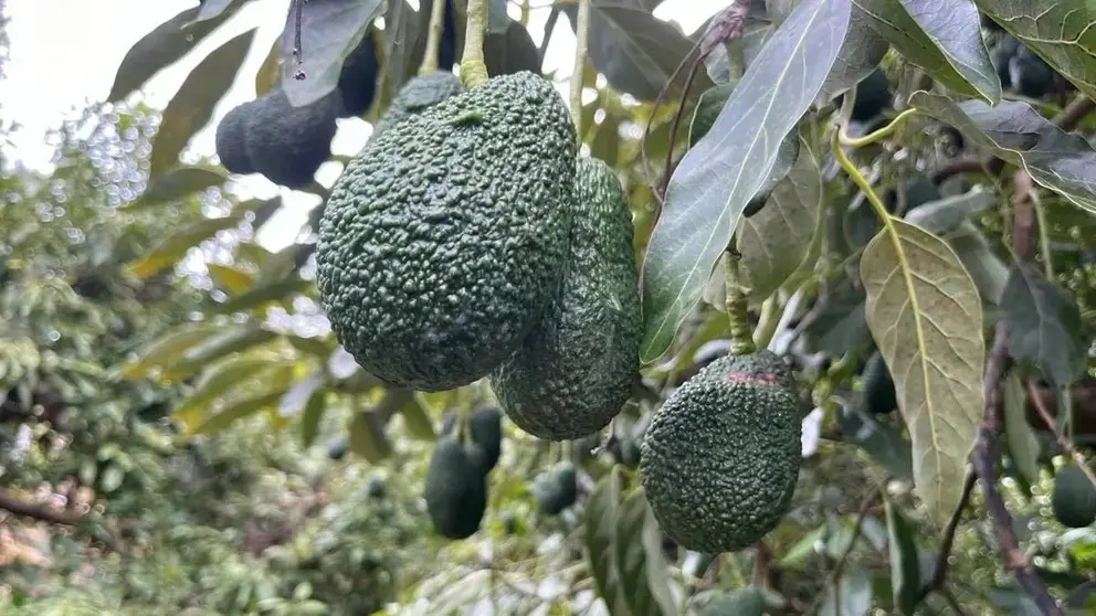 Aguacates de la Axarqu&iacute;a