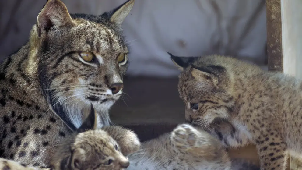 Andaluc&iacute;a se est&aacute; significando por su especial cuidado del lince ib&eacute;rico