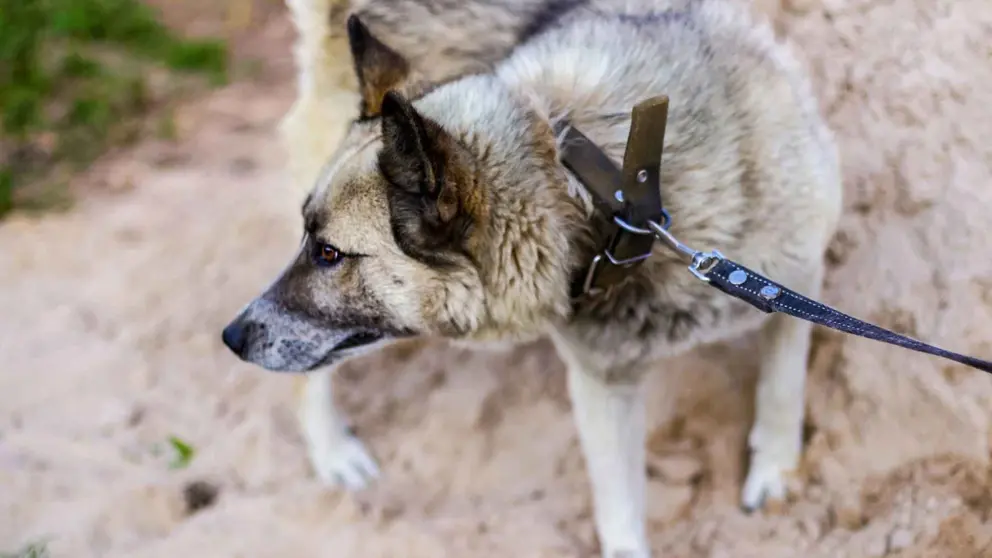 Un perro en una foto de archivo