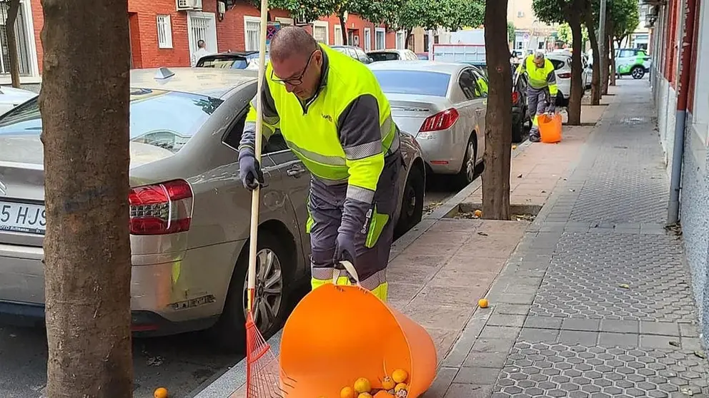 Trabajadores de limpieza recogiendo naranjas en la v&iacute;a p&uacute;blica