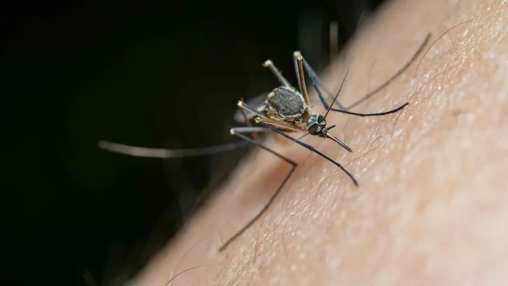 Un mosquito en una foto de archivo