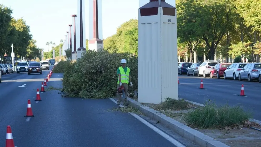 Obras de un centenar de &aacute;rboles decr&eacute;pitos en la mediana de Torneo
