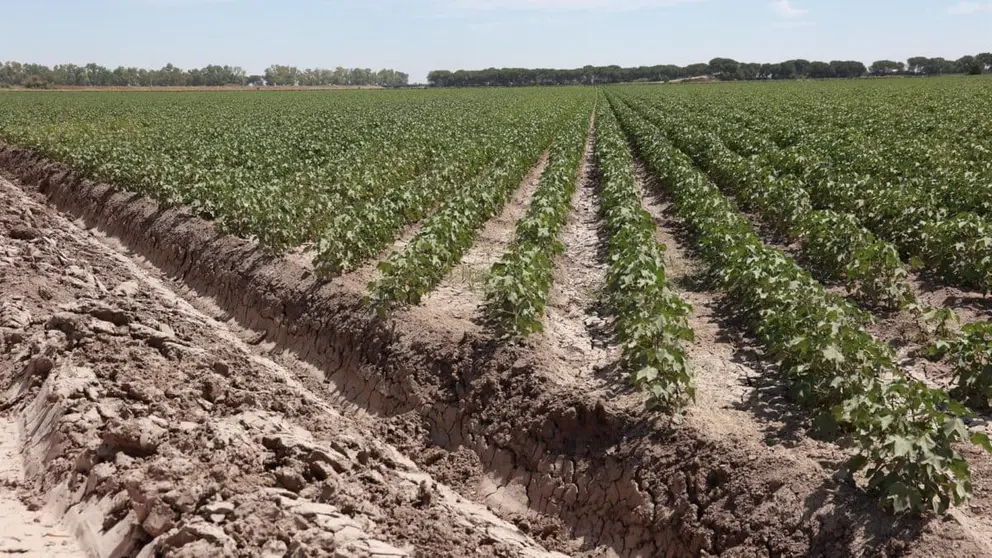 La Junta de Andaluc&iacute;a apuesta por la modernizaci&oacute;n de regad&iacute;os en Ja&eacute;n