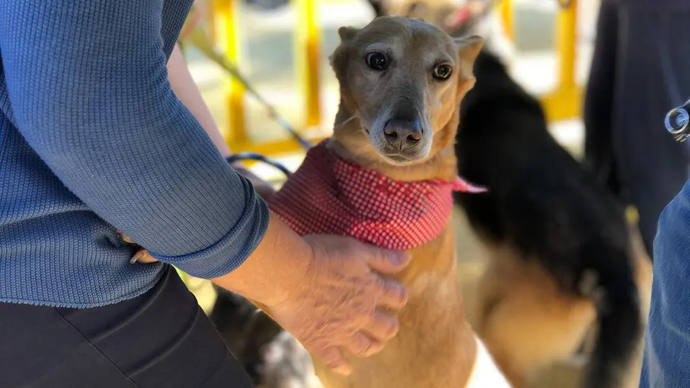 Festividad de San Ant&oacute;n