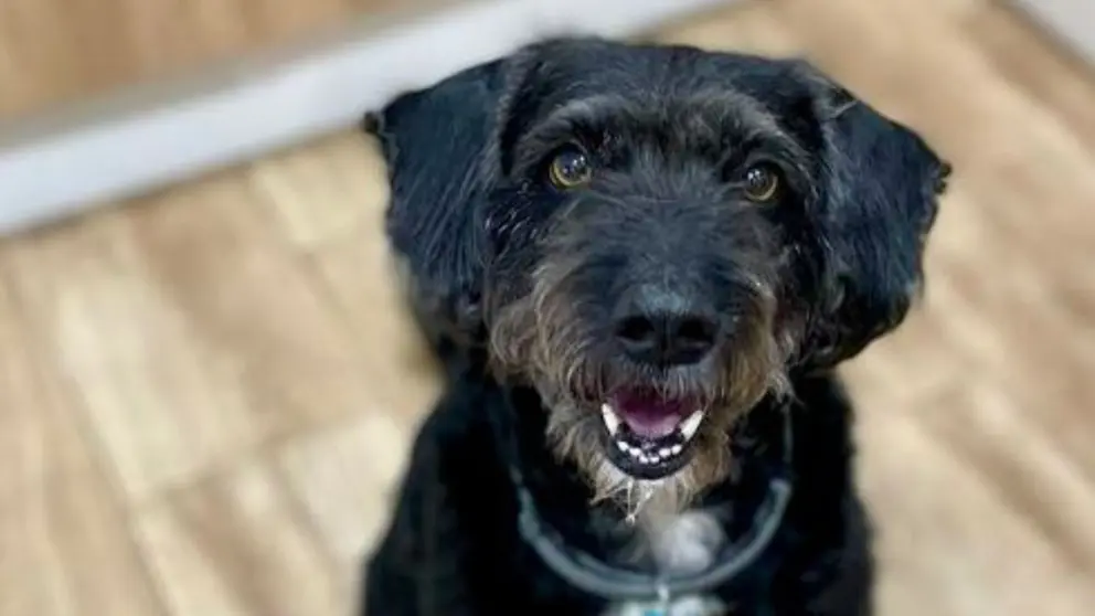 Boro, perro desaparecido en Adamuz