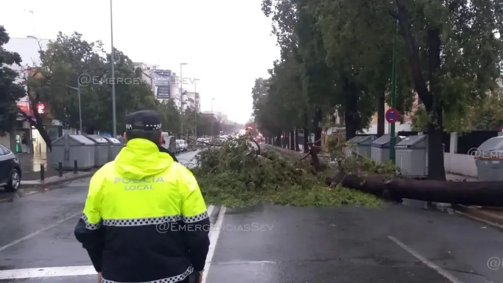 El temporal est&aacute; provocando la ca&iacute;da de &aacute;rboles en Sevilla
