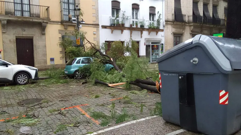 Ca&iacute;da de ramas en la calle Porvera | El MIRA