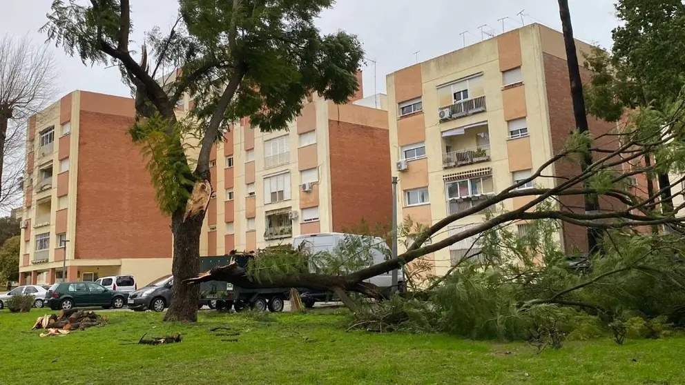 &Aacute;rbol ca&iacute;do en Jerez por el temporal | El MIRA