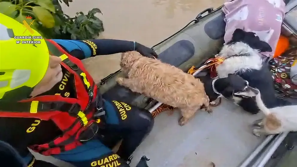 Rescate de mascotas en la zona rural de Jerez